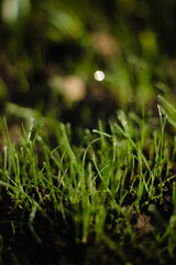 morning garden, the grass for the garden is covered with dew in the morning
morning, grass in dew