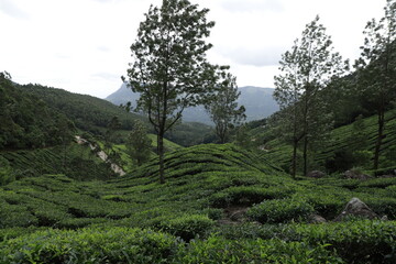 trees in the mountains