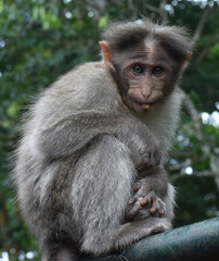 macaque baby closeup