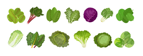 Naklejka na ściany i meble Leaf vegetables and culinary herbs, cabbage, kale, lettuce, chard, spinach and other. Vector illustration on white background