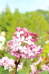 ライラックのピンクの花