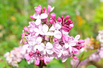 Fototapeta na wymiar ライラックのピンクの花