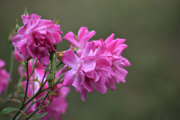 Fototapeta premium close up of a pink and purple flower, closeup of rose flower