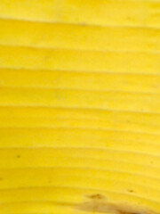 yellow banana leaf 