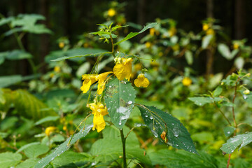 Echtes Springkraut (Impatiens noli-tangere) begegnet auf der Schwäbischen Alb