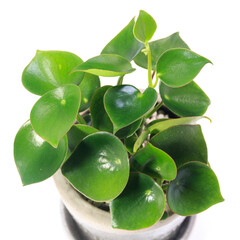 観葉植物、ペペロミア・ジェイドの葉【白背景】