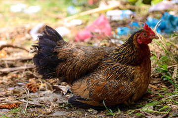 Hen that is quite large is brown