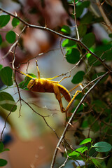 Yellow grasshopper in the backyard tree