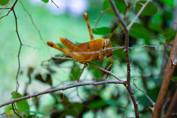 Yellow grasshopper in the backyard tree