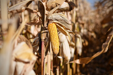 Yellow corn cob inside rows of dried brown corn in agricultural field during harvest time....
