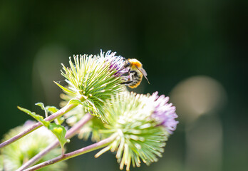A bumble bee collects nectar on a thistle flower. Insect close-up in natural environment. Bombus.
