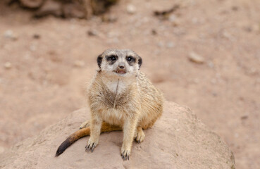 The meerkat, also called suricates or outdated Scharrtier, is a species of mammal from the mongoose...