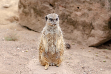 The meerkat, also called suricates or outdated Scharrtier, is a species of mammal from the mongoose family