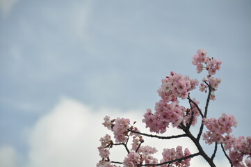 桜と青空