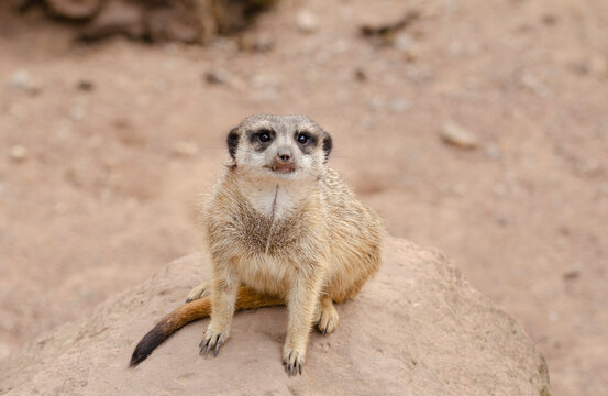 The meerkat, also called suricates or outdated Scharrtier, is a species of mammal from the mongoose family