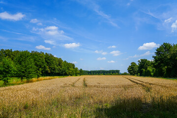 Fototapeta na wymiar Mühlenstrang nature reserve near Schwerte. Green landscape with fields and meadows. 