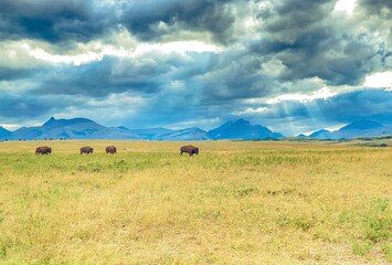 Obraz premium herd of cows