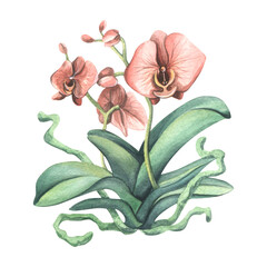 Obraz premium An orchid flower with leaves, roots and coral-colored flowers. Watercolor illustration, isolated object. For decoration and design of home interiors, postcards, posters, flower shops, souvenir