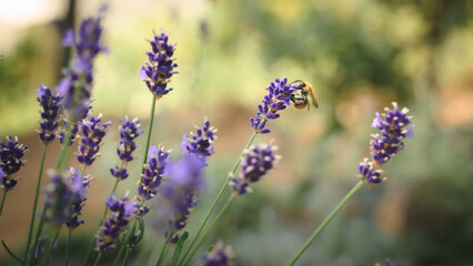 Obraz premium Lavande française