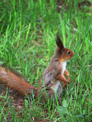 Naklejka na ściany i meble Squirrel in grass