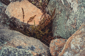 Small plants growing between large rocks