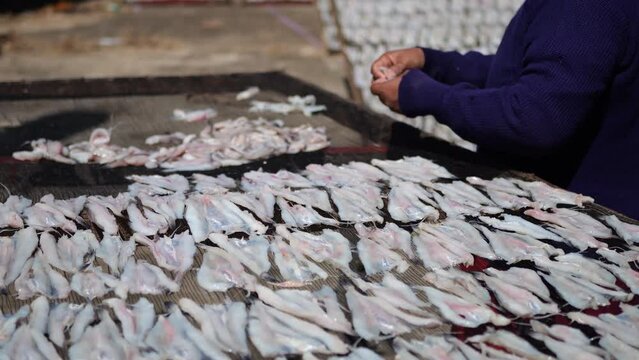 Indonesian worker arranging fish to be dried in the sun, to be made into thin dried salted fish