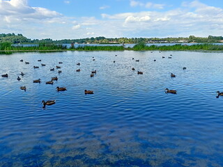 Amazing natural beauty of a large flock of wild ducks on the water mirror of a park lake reflecting the blue, barely cloudy sky above it.