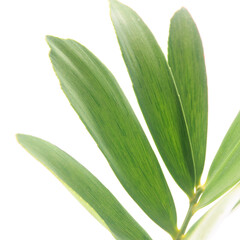 多肉植物、ザミア・プミラの葉【白背景】