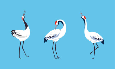 Set of beautiful Japanese crane. White stork, egret, heron birds standing and dancing vector illustration