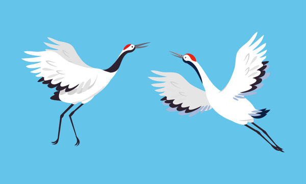 Japanese crane birds. White stork, egret, heron flying and dancing vector illustration
