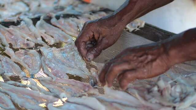 Indonesian worker arranging fish to be dried in the sun, to be made into thin dried salted fish