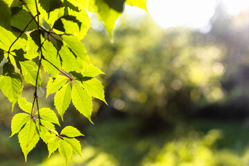 green leaves lit by sunset sun and blurred green trees on background on sunny summer evening (focus on the leaves on foreground) - obrazy, fototapety, plakaty