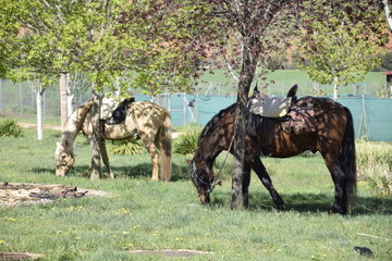 Dos caballos paciendo bajo la sombra de los árboles