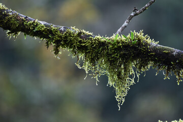 mosses on branches, lichens on branch
