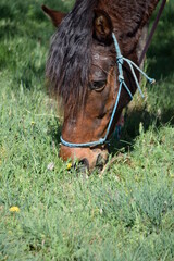 Precioso caballo marrón comiendo hierba