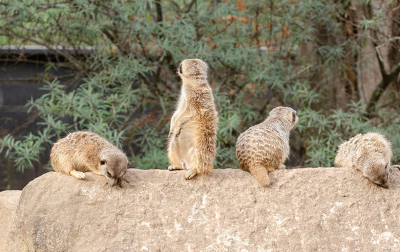 The meerkat, also called suricates or outdated Scharrtier, is a species of mammal from the mongoose family