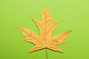Autumn leaf on green background, close up