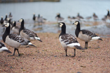 Close up ducks, see the details and expressions of ducks