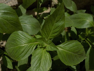 The beauty of nature in picture
