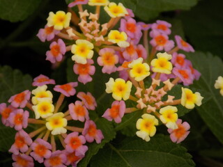 The beauty of nature in picture
