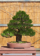 Black Pine bonsai tree at Nagoya Castle Bonsai Show. Nagoya. Japan