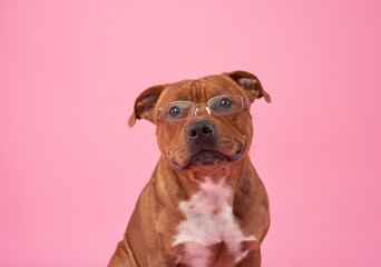 Staffordshire bull terrier dog with glasses . Pet on a pink background