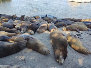sea lion on the beach