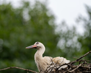 close up of a stork