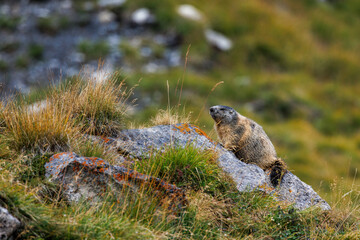 alpine marmot (marmota marmota) near Lämmerenhütte SAC