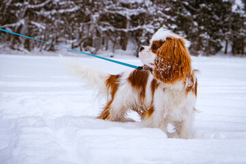 dog Cavalier King Charles Spaniel in snow