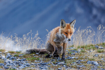 red fox sitting on Gemmi Pass in Valais