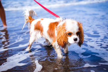 cavalier king charles spaniel dog swimming