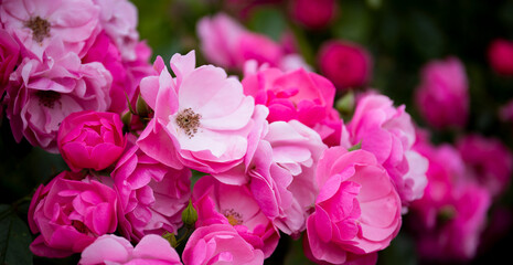 Garden pink roses in the garden close-up, web banner with free space for text
