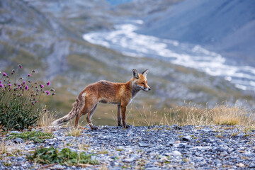 red fox on Gemmi Pass in Valais